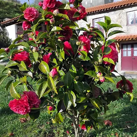 Quinta Netas